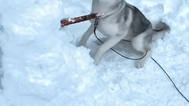 "Do You Want to Build a Snowman?" Husky Responds