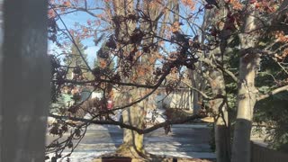 Cedar Waxwings devouring Mountain Ash berries !