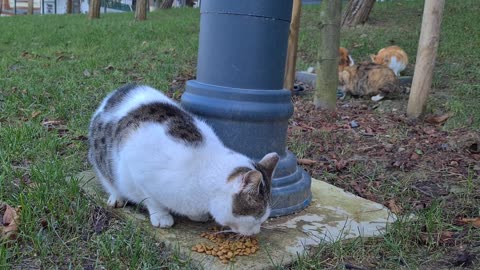 Cute hungry cats surrounded me