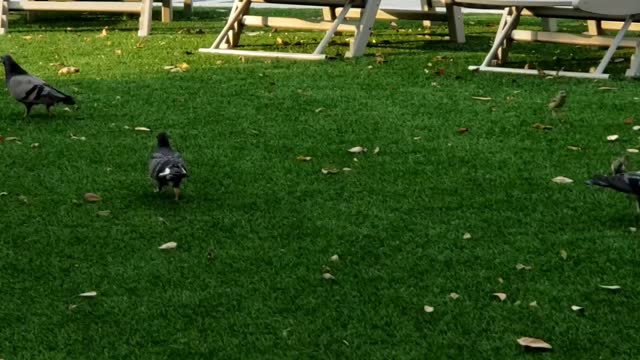 Crows vs Pigeons - battle of the feast