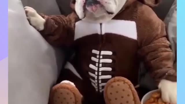 Dog dressed in football suit!