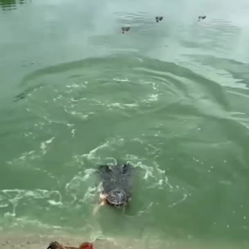 Chicken swam swam died on the shore