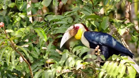 Male of the corolla ruffled hornbill