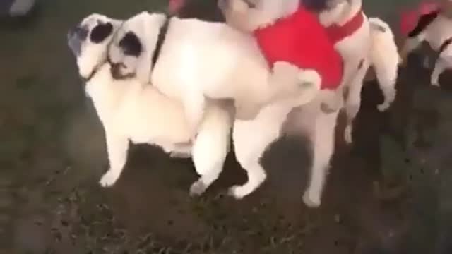 Funniest and Cutest Pug Dog Videos Compilation 2020 - Cutest Puppy #10