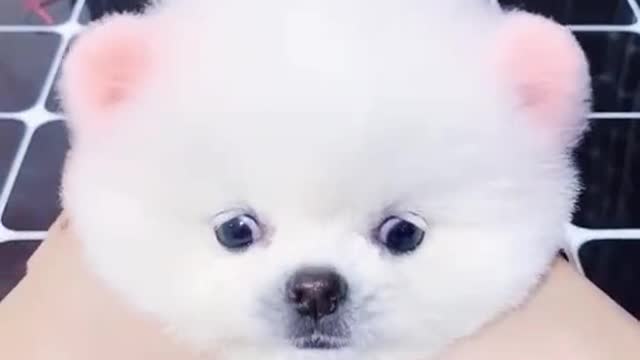 Cutest Pet of My Life....