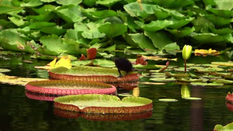 Lotus Flowers And Leaves On Lake Water And Little Baby Bird