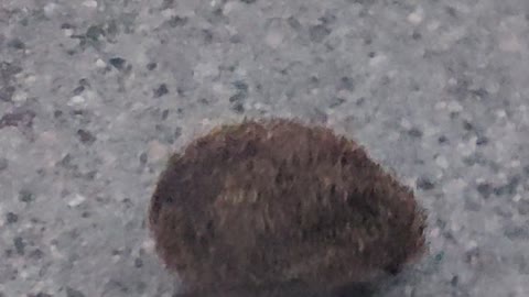 Hedgehog walking on the road