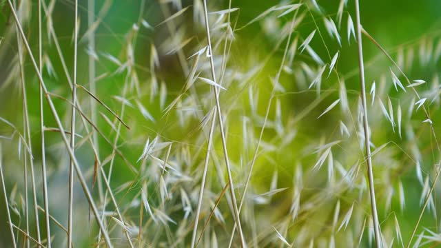 Winds and Bells for #Relaxing #sleeping #meditation/ Vientos y campanas para #Relajación #meditación