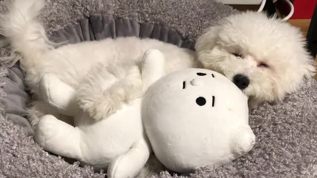 Cute puppy hugging a doll and sleeping