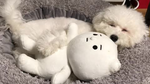 Cute puppy hugging a doll and sleeping