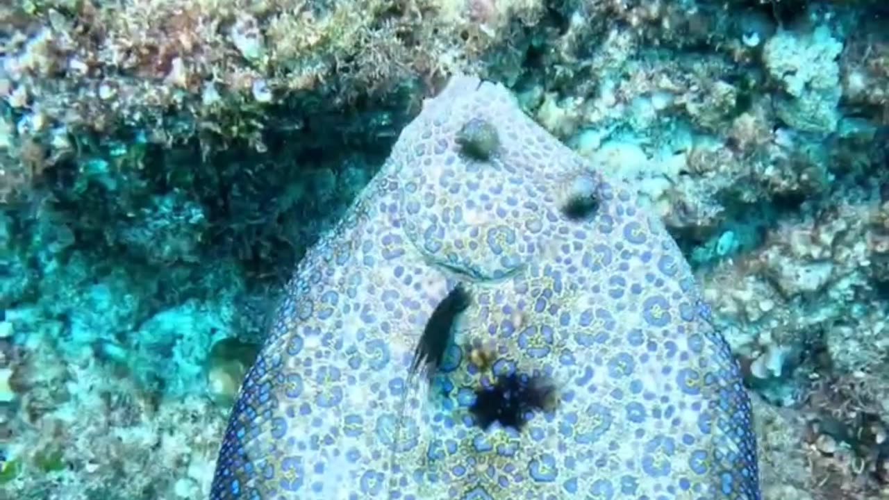 Magical Peacock Flounder