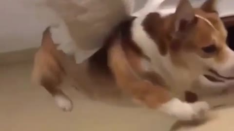 flying dog