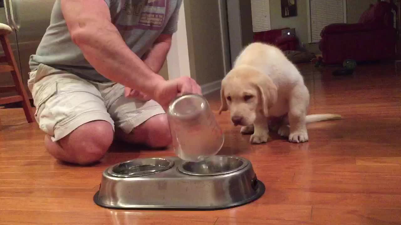 Puppy Has The Cutest Ritual Before Eating Dinner