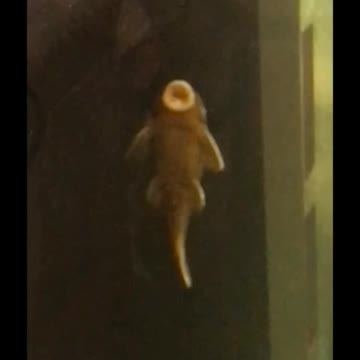 Dancing Fish