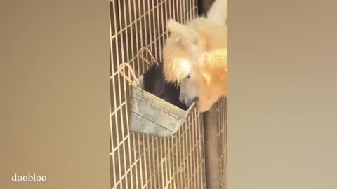 Funny Videos