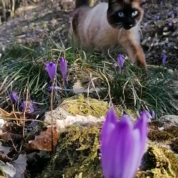 Adventure cat with walking in the middle of the flowers