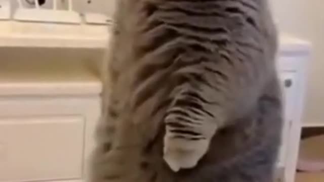 surprise cat funny videos