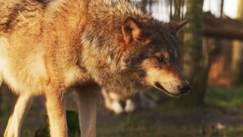 Wolf Posing Like a Model: A Stunning Photoshoot in the Wild