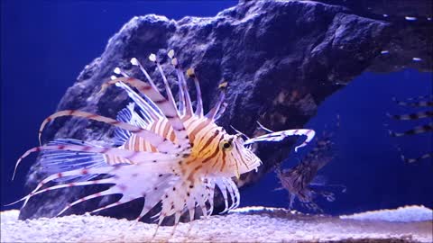 Glamorous and unusual sea fish are swimming leisurely