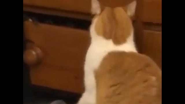 Verry cute cat for funny video