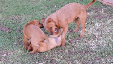 twins playing very cute