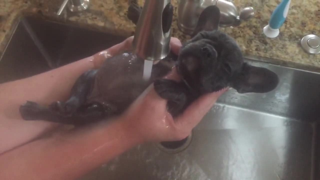 Hora del baño de un cachorro de Bulldog Francés es más que hermoso