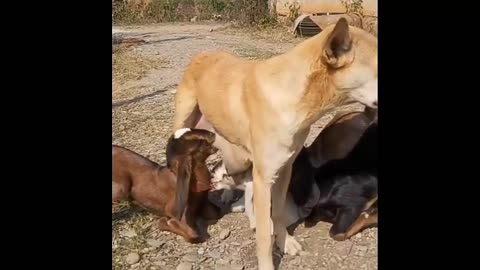 Dog loves Video