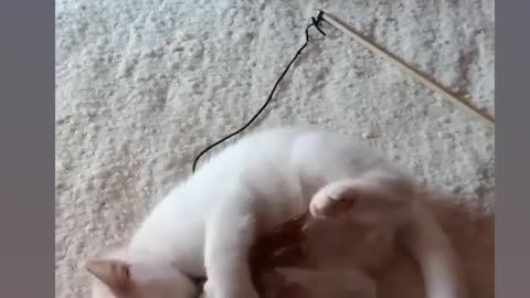 Cat chat cat 🐈 🐱