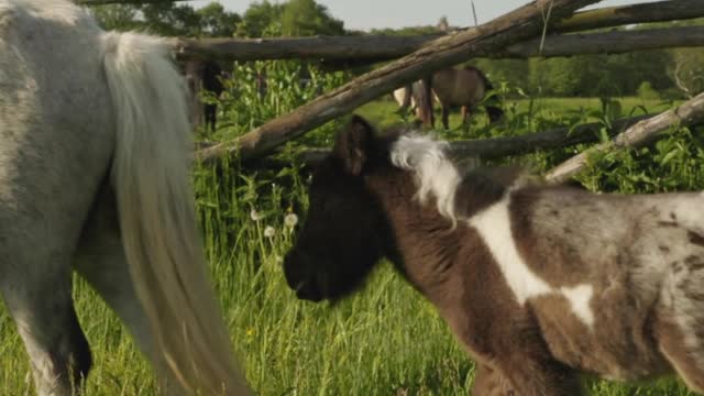 Baby Horse😍.