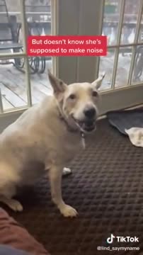 Deaf dog thinks he's barking.mp4
