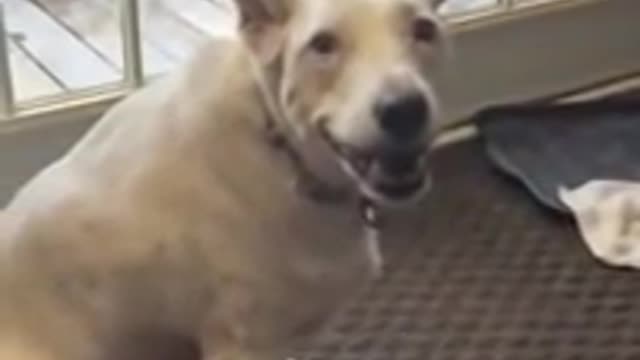 Deaf dog thinks he's barking.mp4