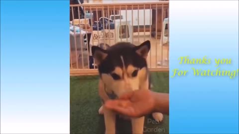 😂 Cute Pets and Funny Animals