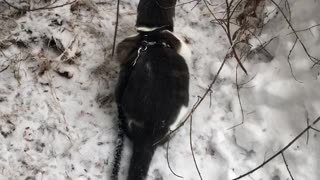 Wonder the cat checking vole home