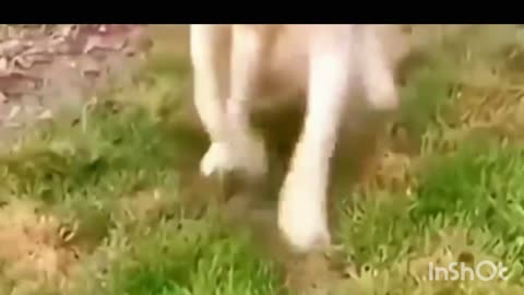 Funny animal 😄 video#shart