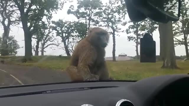 Monkeys Put on a Show for Family in Car