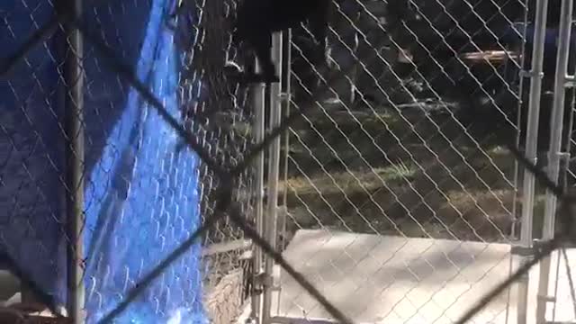 Dog jumping on fence getting out of cage