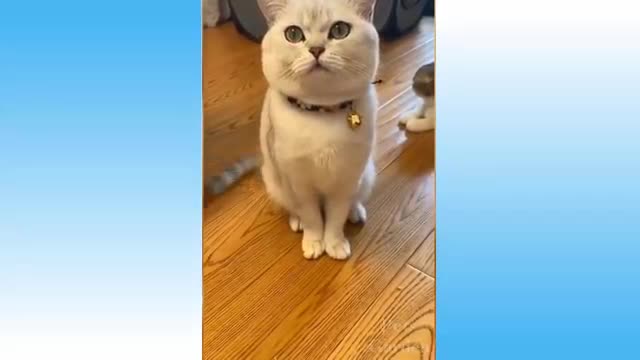 Cute Pets And Funny Animals Compilation 53 Pets Garden