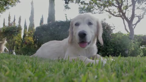 A white dog set at the garden