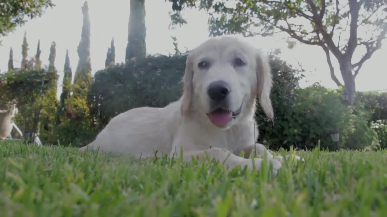 A white dog set at the garden