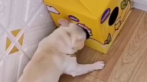 Cat and dogs very funny reaction video