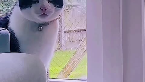 Cats can understand English🤣🤣 😹
