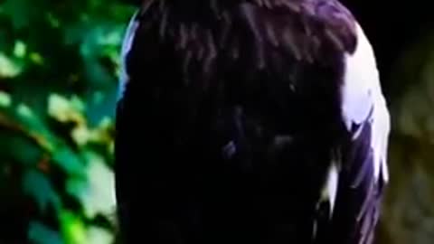 Eagle most amazing moments of wild