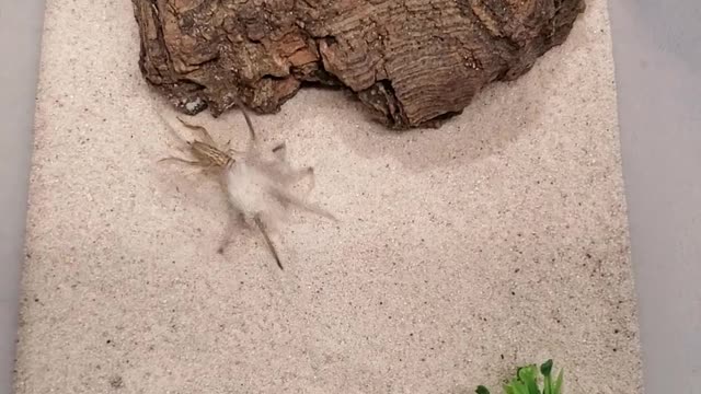 Sand Spider Has Incredible Speed