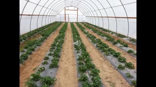 Prof 23 John Zandstra on High Tunnel Strawberries