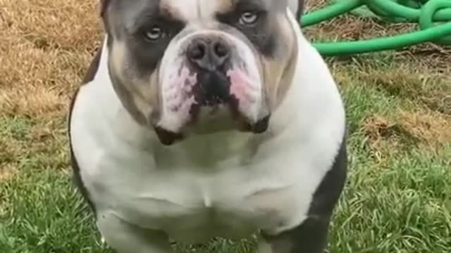 Cute Pitbulls | Pitbull Videos |