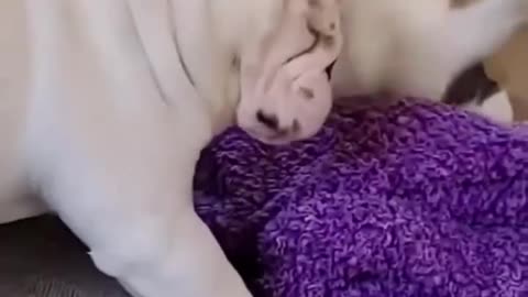 Cat funny