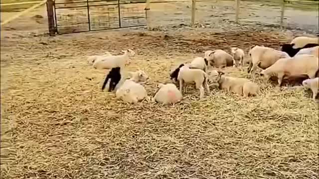 The wandering sheep on the grassland are like piles of rolling silver.