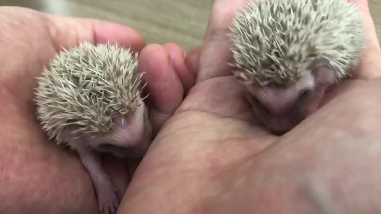 cute baby hedgehog