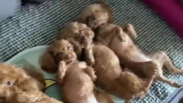 Funny Puppy Videos