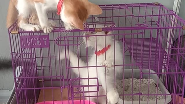 Funny and adorable cat videos